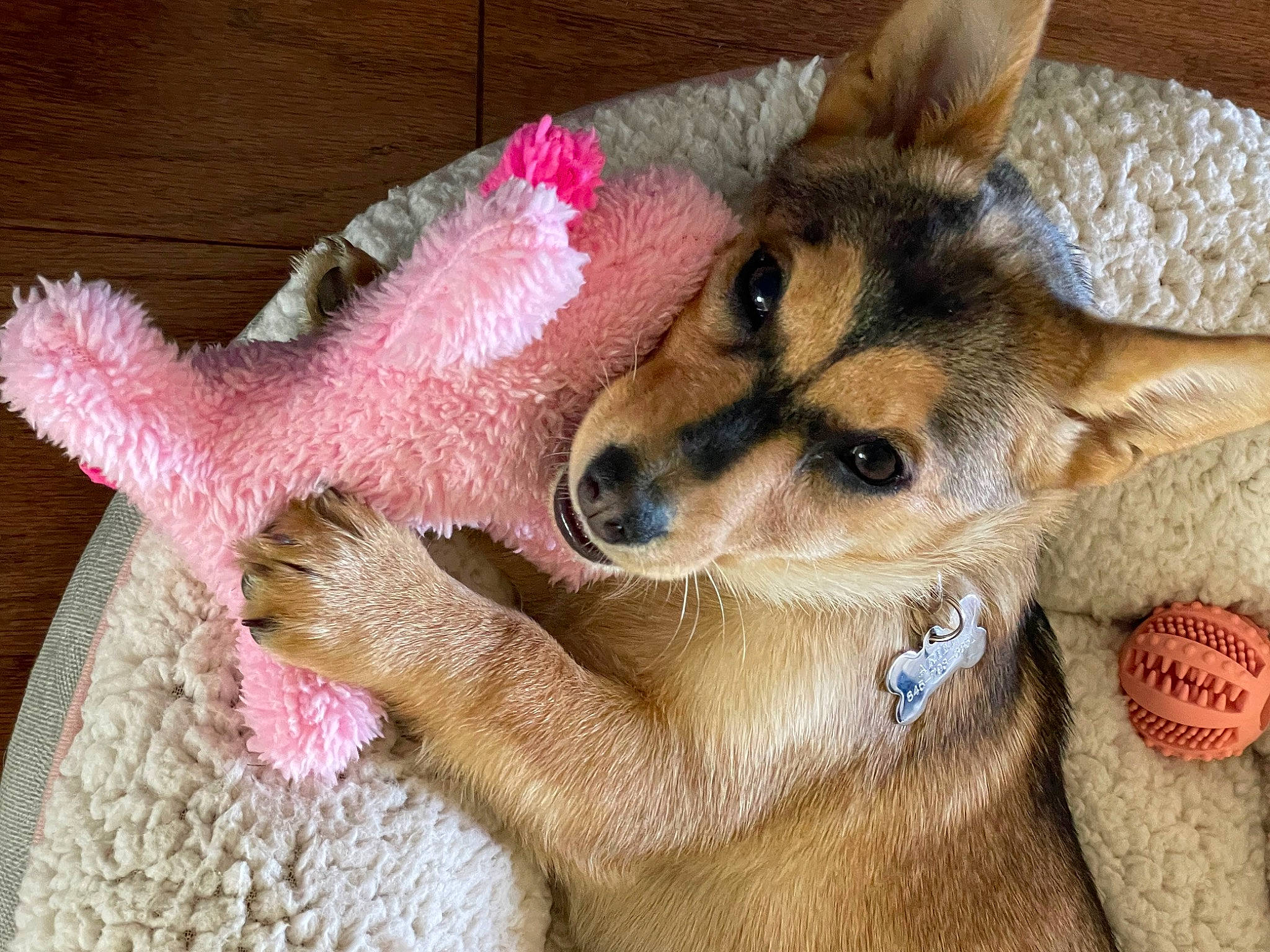 Ariel is registered to the contest to win money with this photo: canidae, carnivore, companion_dog, dog, dog_breed, dog_supply, ear, east_european_shepherd, fawn, fur, herding_dog, paw, snout, spitz, sporting_group, tail, toy_dog, whiskers, working_animal, working_dog