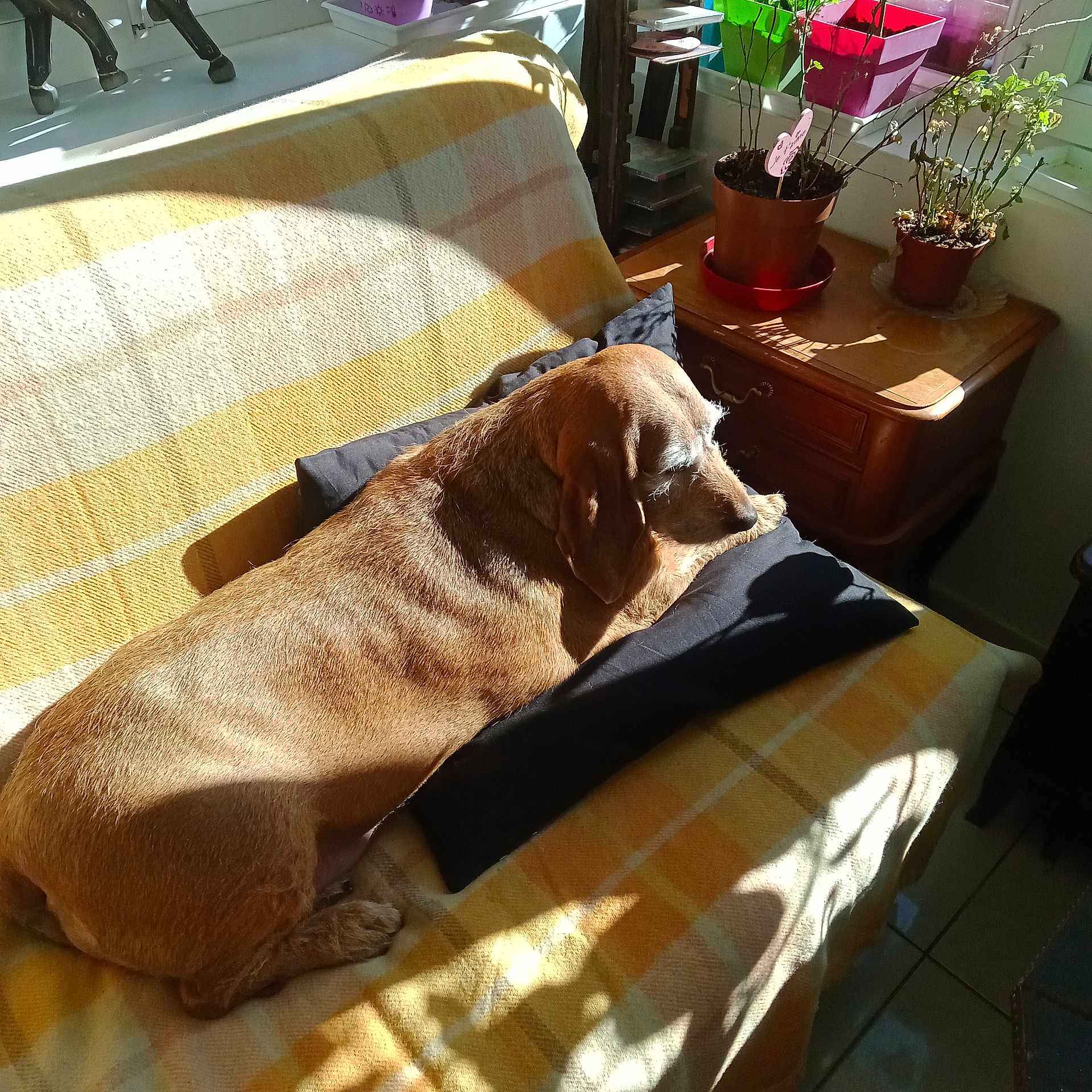 Bruna participe au concours pour gagner de l'argent avec cette photo : animal, architecture, building, canine, couch, cushion, dog, furniture, homedecor, hound, indoors, jar, livingroom, pet, plant, planter, pottedplant, pottery, room, vase