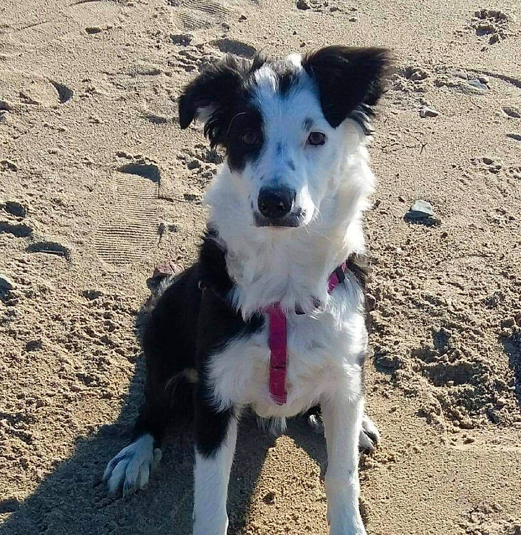 Perle participe au concours pour gagner de l'argent avec cette photo : canidae, carnivore, collar, companion_dog, dog, dog_breed, dog_collar, fur, herding_dog, non_sporting_group, paw, puppy, small_terrier, snout, soil, sporting_group, terrier, working_animal, working_dog