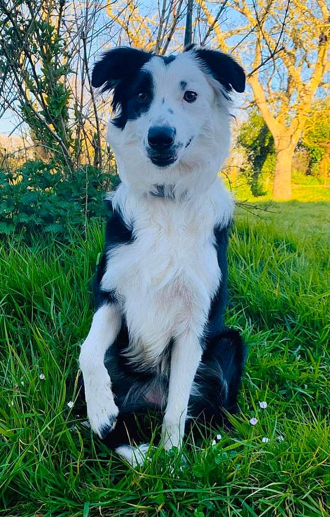 Perle participe au concours pour gagner de l'argent avec cette photo : border_collie, canidae, carnivore, companion_dog, dog, dog_breed, grass, herding_dog, plant, sky, sporting_group, tail, tree, working_animal, working_dog