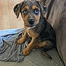 animal, black, blanket, blue_eyes, brown, carpet, couch, cute, dog, ears, floor, fur, indoor, looking, nose, pet, puppy, sitting, whiskers, young