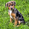 Bella a rejoint le concours — aidez-le/la à gagner de superbes lots ! animal, backyard, black, brown, canine, curious, cute, dog, fur, grass, green, head_tilt, nature, outdoor, pet, playful, puppy, sitting, white, young
