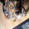 Bella a rejoint le concours — aidez-le/la à gagner de superbes lots ! adorable, animal, black_carpet, blue_eyes, carpet, cute, dog, ears, floor, fur, indoor, looking_up, nose, pet, puppy, small_dog, tail, white_carpet, wooden_floor, young_dog