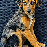 Bella a rejoint le concours — aidez-le/la à gagner de superbes lots ! puppy, dog, heterochromia, blue_eye, brown_eye, sitting, wicker_chair, fur, pet, animal, cute, portrait, looking_at_camera, young_dog, domestic_animal, close_up, texture, black_background, orange_fur, brown_fur
