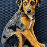 puppy, dog, heterochromia, blue_eye, brown_eye, sitting, wicker_chair, fur, pet, animal, cute, portrait, looking_at_camera, young_dog, domestic_animal, close_up, texture, black_background, orange_fur, brown_fur
