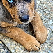 Bella participe au concours pour gagner de l'argent avec cette photo : animal, black_fur, blue_eyes, brown_fur, close_up, curious, cute, dog, face, fur, innocent, lying_down, outdoor, paw, pet, portrait, puppy, stone_surface, texture, young_dog
