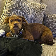 Shaggy joined the competition — help win amazing prizes! dog, brown_dog, pet, couch, pillow, blanket, indoor, furniture, curious, fur, canine, domestic_animal, resting, collar, close_up, companion, animal, home, relaxing, cute