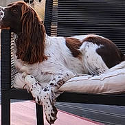 Uguette participe au concours pour gagner de l'argent avec cette photo : dog, spaniel, english_springer_spaniel, brown_and_white, pet, animal, long_ears, floppy_ears, spotted_fur, lying_down, lounging, cushion, chair, outdoor, patio, furniture, paws, tail, relaxed, portrait