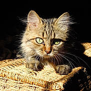 Kiki a rejoint le concours — aidez-le/la à gagner de superbes lots ! cat, tabby_cat, green_eyes, fur, whiskers, basket, woven, texture, animal, pet, close_up, portrait, indoor, shadow, light, contrast, cute, feline, relaxing, focus