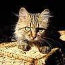cat, tabby_cat, green_eyes, fur, whiskers, basket, woven, texture, animal, pet, close_up, portrait, indoor, shadow, light, contrast, cute, feline, relaxing, focus