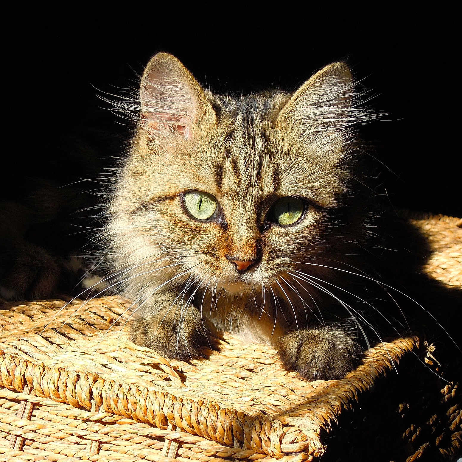 Kiki