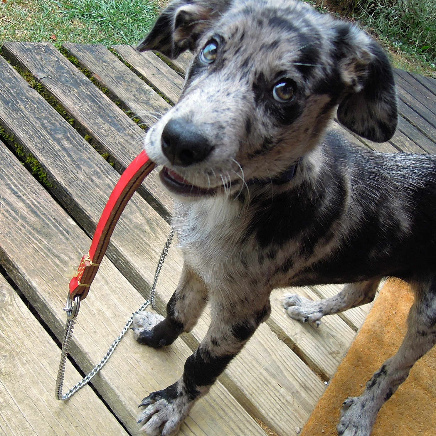 Bosco participe au concours pour gagner de l'argent avec cette photo : dog, puppy, leash, wooden_deck, outdoor, grass, playful, pet, animal, fur, ears, eyes, snout, collar, canine, standing, nature, close_up, tongue, curious
