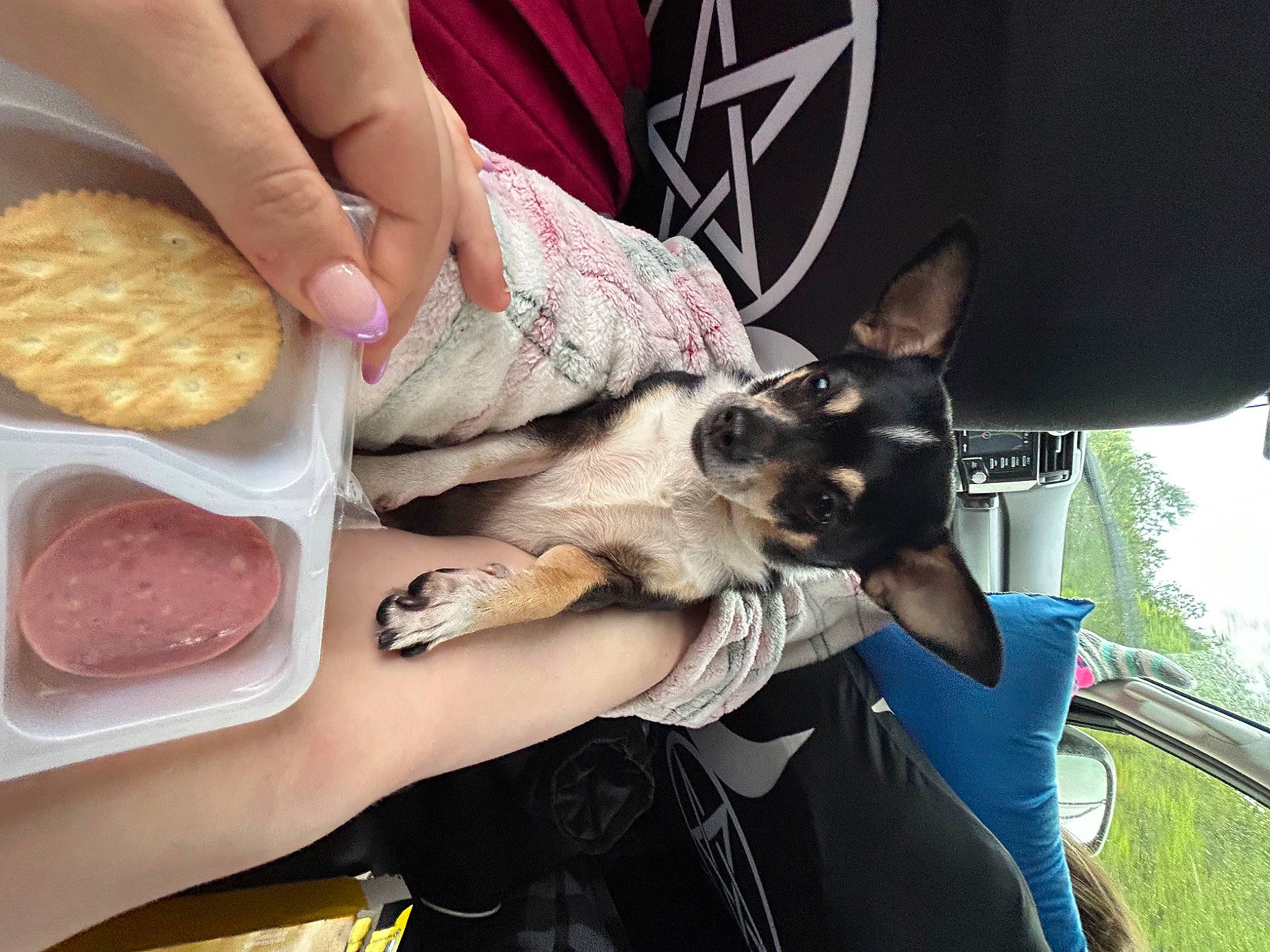 Scrappy joined the competition — help win amazing prizes! animal_fat, canidae, carnivore, comfort_food, companion_dog, cooking, cuisine, dish, dog, dog_breed, fawn, felidae, food, ingredient, junk_food, meat, nail, plant, recipe, toy_dog