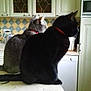 Corinne a rejoint le concours — aidez-le/la à gagner de superbes lots ! cat, black_cat, gray_cat, pets, indoor, kitchen, counter, feline, collar, side_view, domestic_animal, curious, tile, cabinet, appliance, window_light, sitting, animal_pair, household, quiet_moment