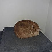 Corinne a rejoint le concours — aidez-le/la à gagner de superbes lots ! cat, orange_tabby, resting, curled_up, cat_perch, indoor, corner, gray, fur, pet, animal, sleepy, cozy, whiskers, ears, tail, feline, quiet, home, domestic
