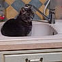 Corinne participe au concours pour gagner de l'argent avec cette photo : cat, gray_cat, sink, kitchen, tile_wall, faucet, domestic, pet, animal, indoor, countertop, cabinet, quiet, resting, feline, household, still_life, appliance, curious, calm