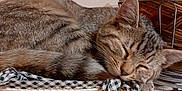 Corinne participe au concours pour gagner de l'argent avec cette photo : cat, tabby_cat, sleeping, basket, checkered_cloth, floor, tile_floor, wall, textured_wall, wicker_basket, mesh_bag, indoor, pet, animal, feline, resting, cozy, domestic, closeup, quiet