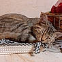 cat, tabby_cat, sleeping, basket, checkered_cloth, floor, tile_floor, wall, textured_wall, wicker_basket, mesh_bag, indoor, pet, animal, feline, resting, cozy, domestic, closeup, quiet
