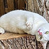 cat, white_cat, green_eyes, animal, pet, tree_stump, wood, outdoor, fence, nature, fur, cute, relaxed, lying_down, playful, portrait, whiskers, pink_nose, closeup, curious