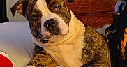Wutang is registered to the contest to win money with this photo: animal, beard, bed, brindle, brown, casual, companion, cozy, curious, dog, friendly, furniture, glasses, home, human, indoor, person, pet, portrait, white