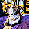 Wutang joined the competition — help win amazing prizes! animal, background, brindle, canine, close_up, collar, companion, dog, ears, fur, indoor, looking_up, paw, pet, portrait, purple_blanket, resting, snout, sports_logo, white