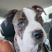 Wutang joined the competition — help win amazing prizes! animal, brindle, car_interior, close_up, collar, curious, cute, dog, ears, face, fur, indoors, looking, natural_light, pet, puppy, seat, white, window, young_dog