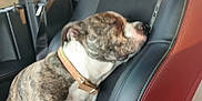 Wutang joined the competition — help win amazing prizes! animal, brindle, car, closeup, collar, comfort, dog, domestic_animal, interior, leather_seat, nap, pet, relaxation, resting, seat, seatbelt, side_view, sleeping, travel, young_dog