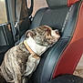 animal, brindle, car, closeup, collar, comfort, dog, domestic_animal, interior, leather_seat, nap, pet, relaxation, resting, seat, seatbelt, side_view, sleeping, travel, young_dog