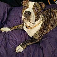 Wutang is registered to the contest to win money with this photo: animal, bed, brindle, canine, collar, comfortable, companion, dog, domestic, ears, fur, indoor, looking_up, nose, paw, pet, purple, quilt, resting, white