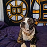 Wutang joined the competition — help win amazing prizes! animal, banner, black, blanket, brindle, canine, collar, comfortable, cozy, cute, dog, fur, indoor, looking_up, lying_down, pet, portrait, purple, white, yellow