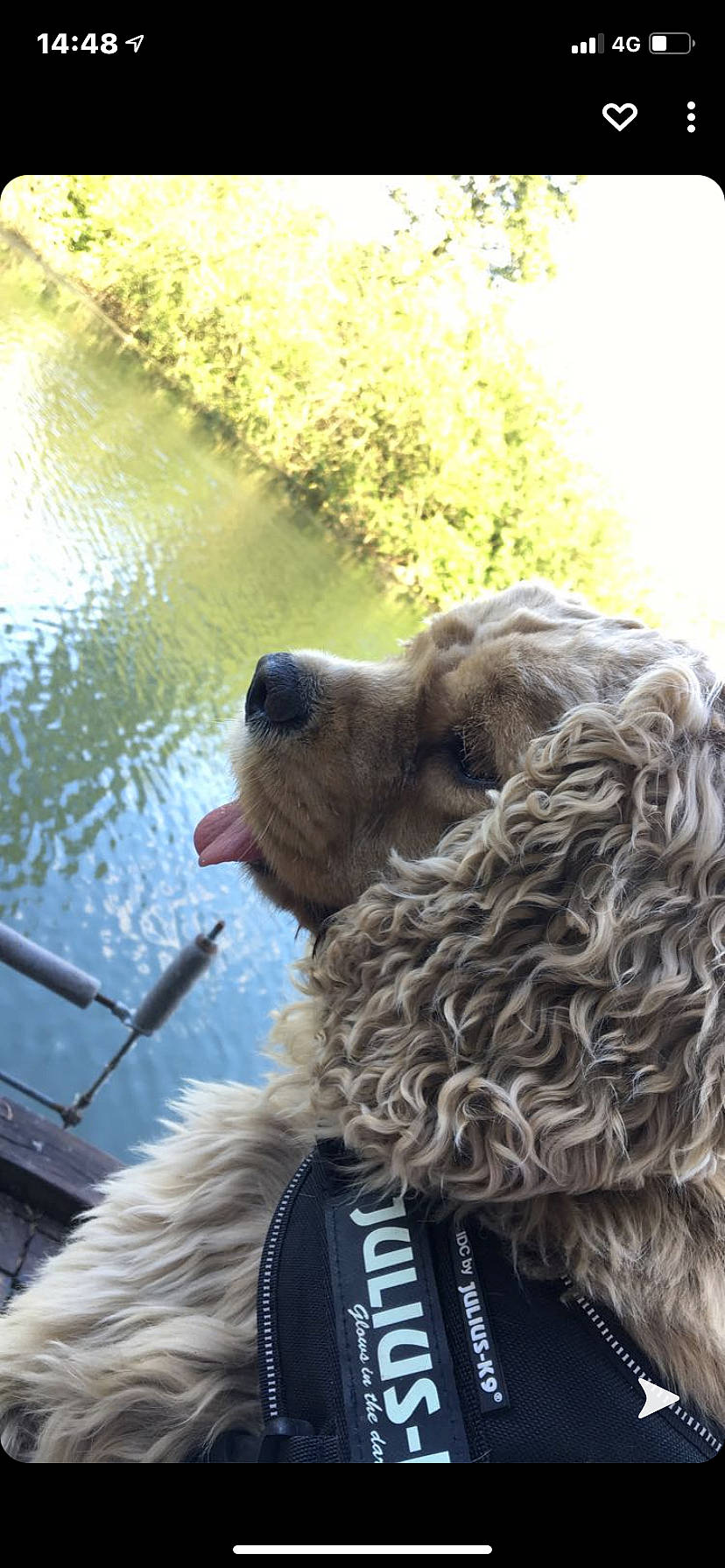 Maya a rejoint le concours — aidez-le/la à gagner de superbes lots ! canidae, carnivore, collar, companion_dog, dog, dog_breed, dog_collar, fawn, fur, giant_dog_breed, lake, leash, liver, retriever, snout, spaniel, sporting_group, vertebrate, water, working_animal