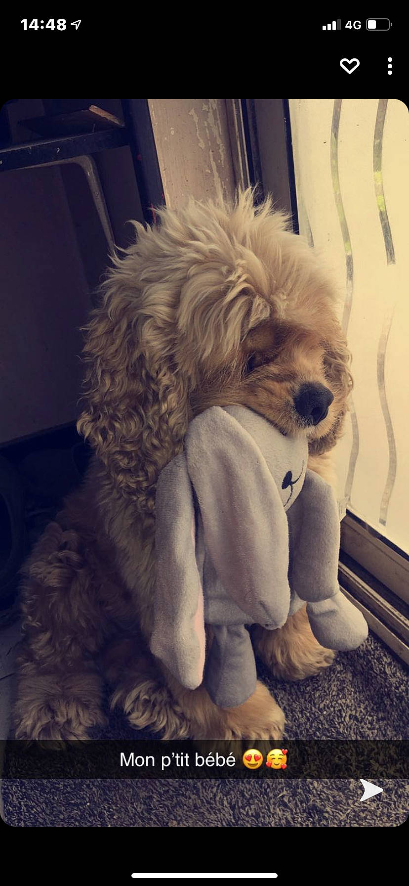 Maya a rejoint le concours — aidez-le/la à gagner de superbes lots ! canidae, carnivore, cloud, comfort, companion_dog, dog, dog_breed, dog_clothes, fawn, fur, happy, puppy_love, selfie, small_terrier, snout, sporting_group, tail, terrier, toy_dog, working_animal