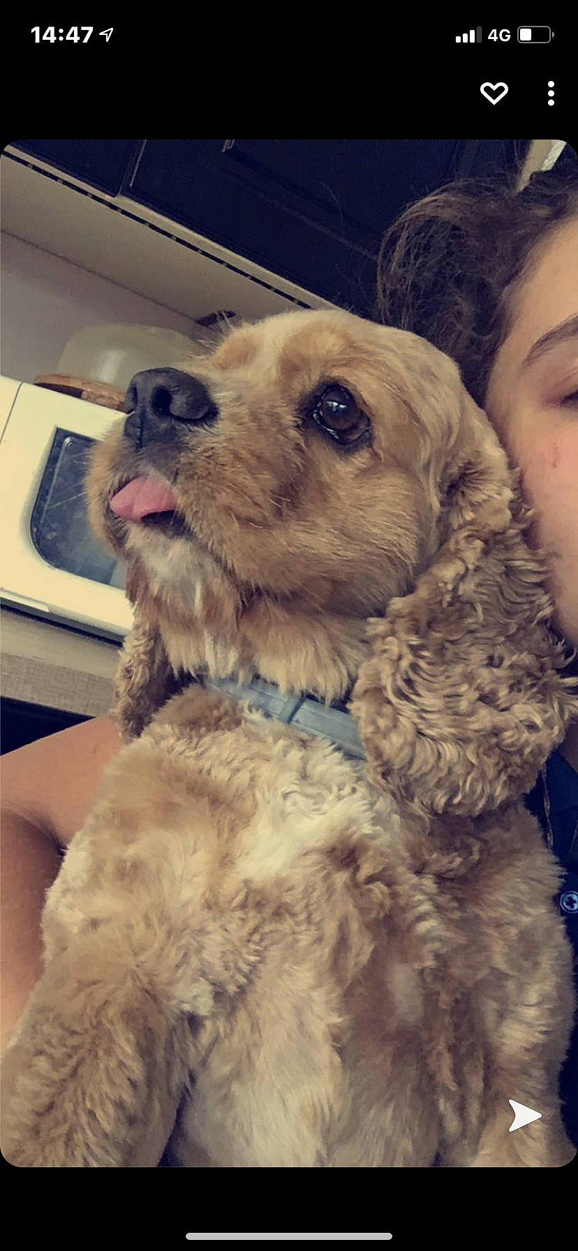 Maya participe au concours pour gagner de l'argent avec cette photo : carnivore, collar, companion_dog, dog, dog_breed, dog_collar, ear, fawn, happy, liver, mammal, nose, selfie, skin, smile, snout, toy_dog, vertebrate, whiskers, working_animal