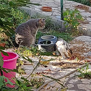 Doudouce participe au concours pour gagner de l'argent avec cette photo : animal, bowl, cat, daylight, feeding, feline, food, garden, greenery, leaf, nature, outdoor, patio, pet, pink_bucket, plants, relaxing, stone_floor, sunlight, two_cats