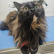 Doudouce a rejoint le concours — aidez-le/la à gagner de superbes lots ! animal, blue_surface, cat, closeup, curious, cute, eyes, feline, fluffy, fur, indoor, mouth, paws, pet, portrait, relaxed, resting, table, tortoiseshell, whiskers