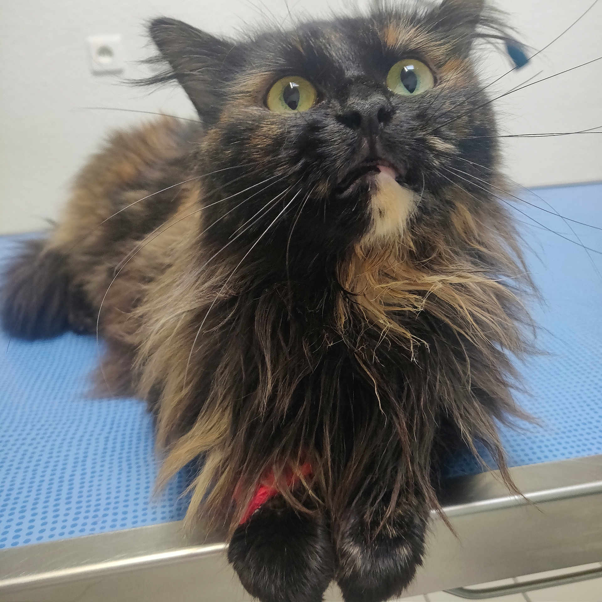 Doudouce a rejoint le concours — aidez-le/la à gagner de superbes lots ! animal, blue_surface, cat, closeup, curious, cute, eyes, feline, fluffy, fur, indoor, mouth, paws, pet, portrait, relaxed, resting, table, tortoiseshell, whiskers