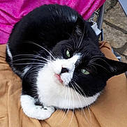 Doudouce a rejoint le concours — aidez-le/la à gagner de superbes lots ! animal, black_and_white, blanket, cat, closeup, cozy, cute, feline, fur, green_eyes, indoor, looking_up, mammal, paw, pet, pink_blanket, relaxing, resting, soft, whiskers