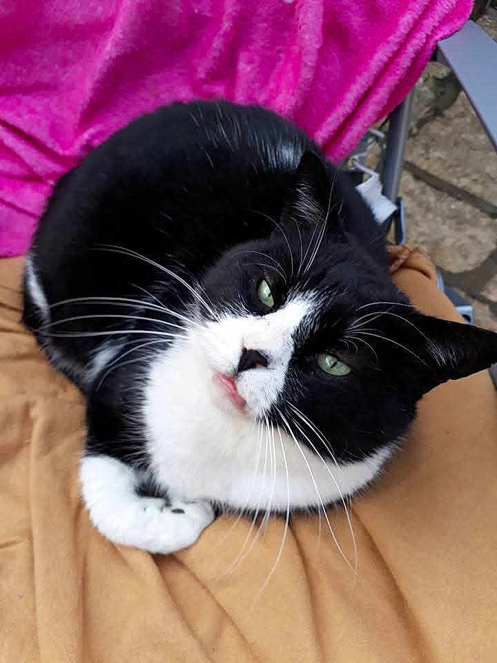 Doudouce a rejoint le concours — aidez-le/la à gagner de superbes lots ! animal, black_and_white, blanket, cat, closeup, cozy, cute, feline, fur, green_eyes, indoor, looking_up, mammal, paw, pet, pink_blanket, relaxing, resting, soft, whiskers
