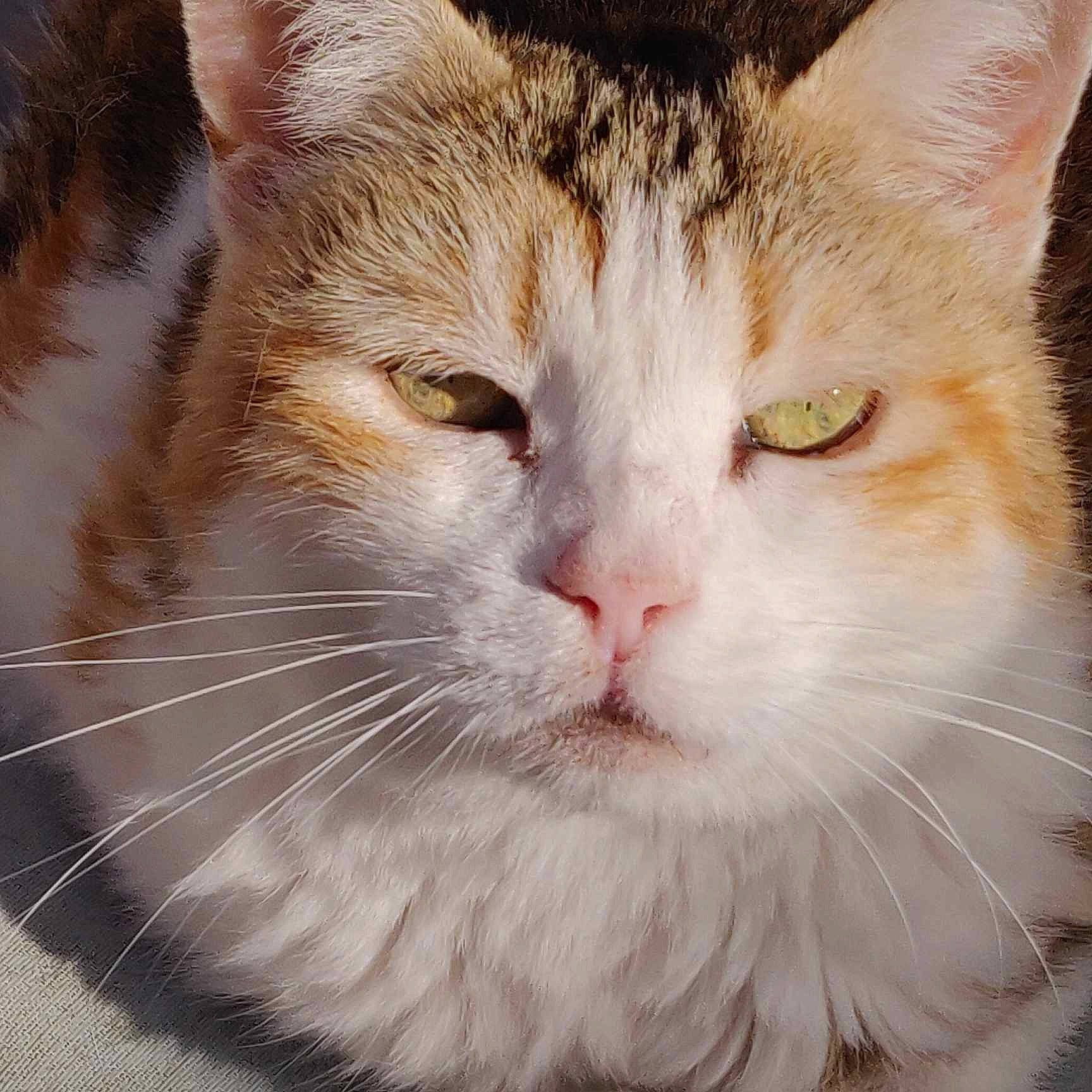 Doudouce participe au concours pour gagner de l'argent avec cette photo : carnivore, cat, close_up, domestic_short_haired_cat, eye, felidae, fur, head, paw, small_to_medium_sized_cats, snout, tail, terrestrial_animal, whiskers, window