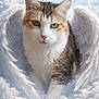 Doudouce a rejoint le concours — aidez-le/la à gagner de superbes lots ! cat, wings, clouds, sky, animal, pet, feline, feathers, white, brown, ears, outdoor, fluffy, cute, portrait, mythical, angel, fantasy, serene, majestic