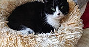 Sacha a rejoint le concours — aidez-le/la à gagner de superbes lots ! cat, tuxedo_cat, black_and_white, pet, feline, animal, fluffy_bed, pet_bed, indoors, cozy, cuddly, relaxed, lying_down, green_eyes, whiskers, ears, fur, portrait, home, comfortable