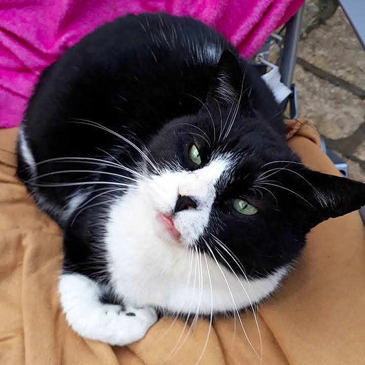 Sacha a rejoint le concours — aidez-le/la à gagner de superbes lots ! cat, black_and_white, tuxedo_cat, pet, feline, green_eyes, whiskers, close_up, portrait, sitting, lying_down, indoors, blanket, cushion, pink, brown, fluffy, cute, relaxed, animal