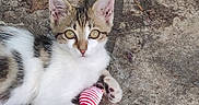 Tinours a rejoint le concours — aidez-le/la à gagner de superbes lots ! kitten, cat, white_fur, tabby, green_eyes, outdoor, pavement, concrete, lying_down, front_paw, striped_toy, red_and_white, animal_portrait, close_up, whiskers, ears, tail, cute, playful, ground