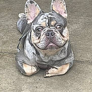 Ezra joined the competition — help win amazing prizes! animal, canine, close_up, concrete_floor, dog, domestic_animal, ears, expression, french_bulldog, looking_up, lying_down, merle, muzzle, outdoor, paws, pet, portrait, resting, short_hair, unique_coat