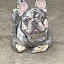 animal, canine, close_up, concrete_floor, dog, domestic_animal, ears, expression, french_bulldog, looking_up, lying_down, merle, muzzle, outdoor, paws, pet, portrait, resting, short_hair, unique_coat