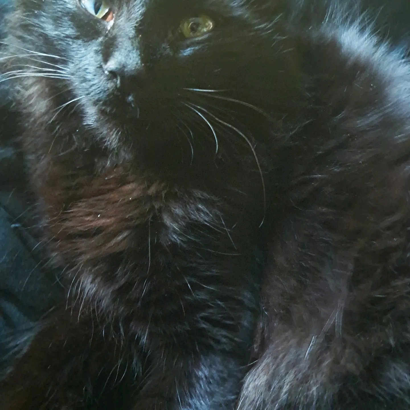 Meowth joined the competition — help win amazing prizes! animal, blackcat, cat, kitten, manx, panther, pet