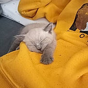 Princesse participe au concours pour gagner de l'argent avec cette photo : kitten, sleeping, yellow_sweatshirt, cozy, cute, pet, nap, fur, soft, indoors, rest, animal, domestic_cat, young, relaxation, warm, comfort, texture, casual, closeup