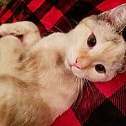 Marbles is registered to the contest to win money with this photo: cat, animal, pet, feline, lying_down, blanket, red, black, checkered_pattern, indoor, cozy, fur, whiskers, ears, cute, relaxed, close_up, soft, comfort, resting