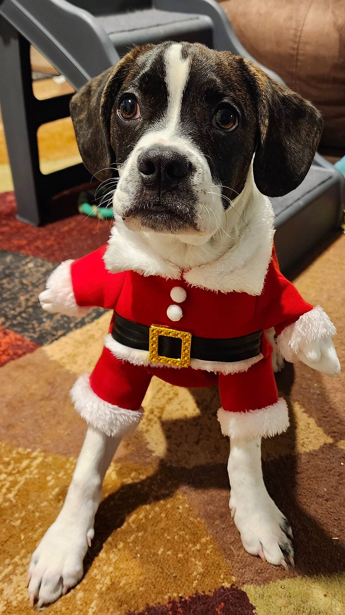 Buster joined the competition — help win amazing prizes! carnivore, christmas, collar, companion_dog, dog, dog_breed, dog_clothes, dog_collar, dog_supply, fashion_accessory, fictional_character, fur, leash, paw, pet_supply, snout, sporting_group, stuffed_toy, tail, working_animal