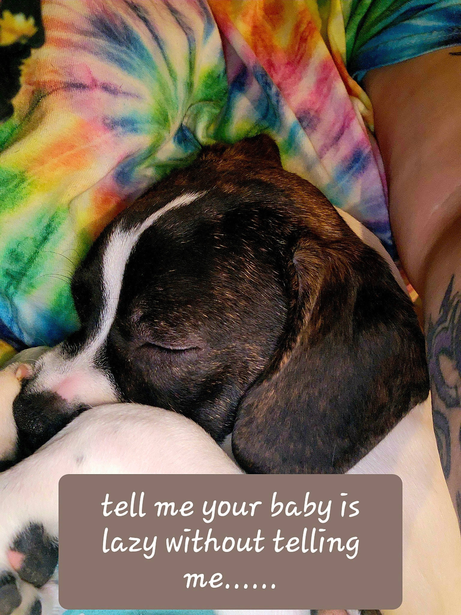 Buster is registered to the contest to win money with this photo: canidae, carnivore, comfort, companion_dog, dog, dog_breed, dog_supply, ear, fawn, font, fur, liver, paw, puppy_love, snout, sporting_group, terrestrial_animal, toy_dog, whiskers, working_animal